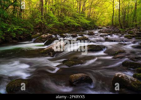 Spring color in the Tremont section of Great Smoky Mountain National Park near Townsend, Tennessee Stock Photo