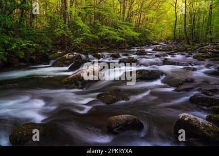 Spring color in the Tremont section of Great Smoky Mountain National Park near Townsend, Tennessee Stock Photo