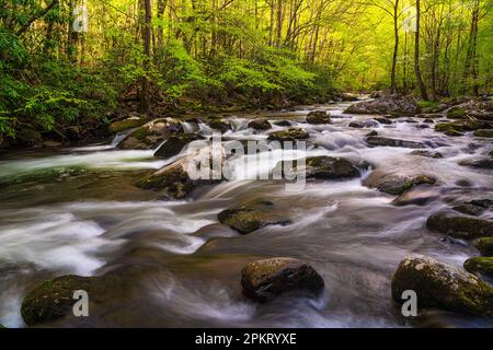 Spring color in the Tremont section of Great Smoky Mountain National Park near Townsend, Tennessee Stock Photo