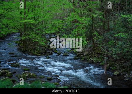 Spring color in the Tremont section of Great Smoky Mountain National Park near Townsend, Tennessee Stock Photo