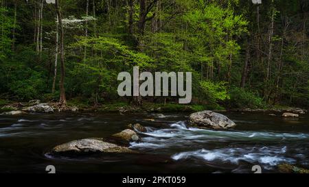 Spring color in the Tremont section of Great Smoky Mountain National Park near Townsend, Tennessee Stock Photo