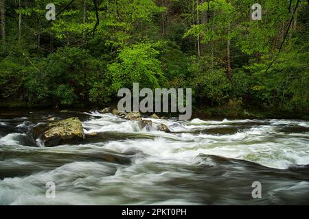 Spring color in the Tremont section of Great Smoky Mountain National Park near Townsend, Tennessee Stock Photo