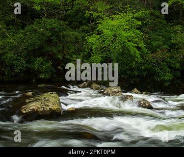 Spring color in the Tremont section of Great Smoky Mountain National Park near Townsend, Tennessee Stock Photo