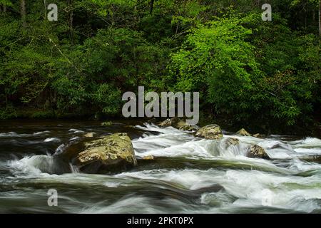 Spring color in the Tremont section of Great Smoky Mountain National Park near Townsend, Tennessee Stock Photo