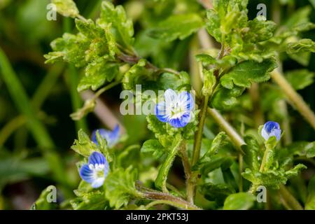 Germander Speedwell with blue flower growing in lawn. Home lawncare, maintenance, edible weeds and weed control concept. Stock Photo