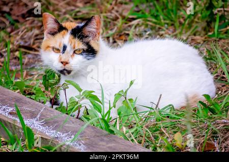 Suzie Q, a feral calico cat, lays on the ground near an abandoned shed, April 9, 2023, in Coden, Alabama. Stock Photo