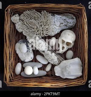 An African basket holds a number of found objects in a graphic composition including a Vervet Monkey skull, coastal stone and flotsam with seaweed and Stock Photo