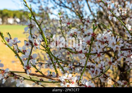 Photograph of branches with almond blossoms in a large field full of almond trees, these are the first and most beautiful flowers of spring. Stock Photo