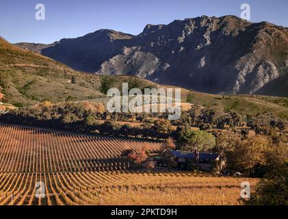 Tokara Wine Estate in autumn looking south towards the Helshoogte Pass and the Stellenbosch mountains. Stock Photo