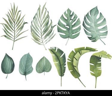 Hand drawn tropical leaves doodle. Monstera and palm leaves in sketch  style. Vector illustration 12881445 Vector Art at Vecteezy