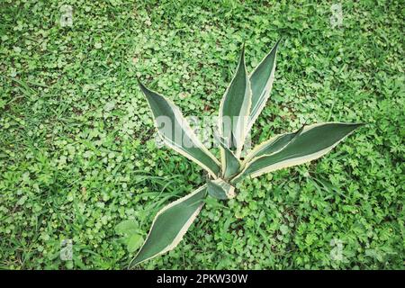 American aloe with beautiful leaves growing outdoors. Tropical plant Stock Photo