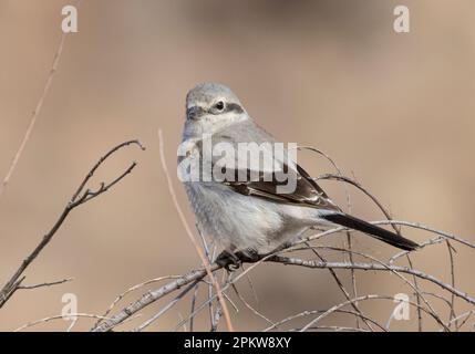 Northern Shrike at Eleven Mile Canyon Colorado Stock Photo