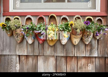 Dutch wooden shoes used as floral window boxes. Stock Photo