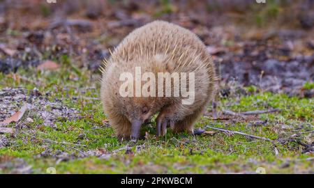 Tasmanian short-beaked echidna feeding on ants in open grass at Bruny Island, Tasmania, Australia Stock Photo