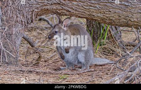 Juvenile or immature Red-necked or Bennett's wallaby under fallen tree with dried Casuarina needles at Fluted Cape, Bruny Island, Tasmania, Australia Stock Photo