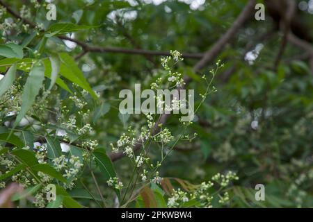 Neem flowers closeup. Azadirachta indica. Stock Photo