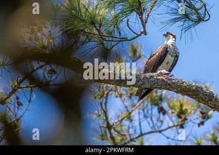 Osprey (Pandion haliaetus) clutching a recently caught fish at Sawgrass in Ponte Vedra Beach, Florida. (USA) Stock Photo