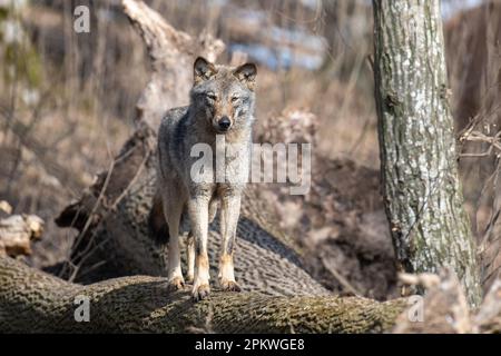 Wolf sit on a fallen tree in the forest up close. Wildlife scene from spring nature. Wild animal in the natural habitat Stock Photo