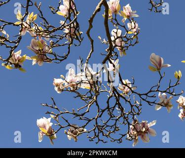 White and pink magnolia blossoms Stock Photo