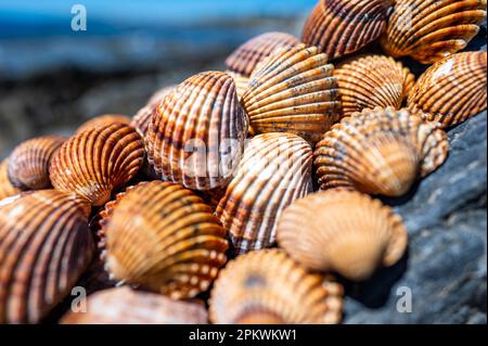 Shells background, many different shells stacked together on Costa Del Sol beach, Spain. Stock Photo