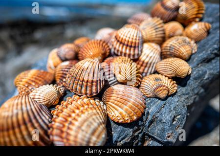 Shells background, many different shells stacked together on Costa Del Sol beach, Spain. Stock Photo