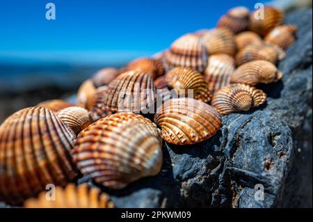Shells background, many different shells stacked together on Costa Del Sol beach, Spain. Stock Photo