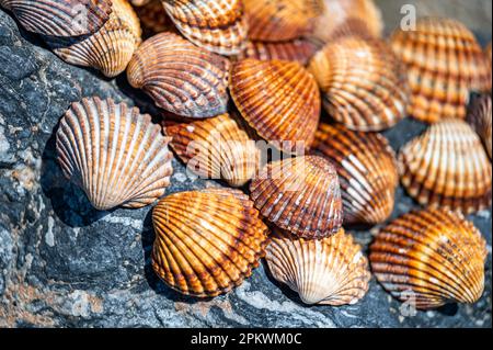 Shells background, many different shells stacked together on Costa Del Sol beach, Spain. Stock Photo