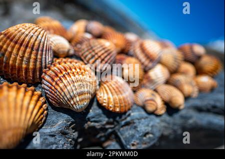 Shells background, many different shells stacked together on Costa Del Sol beach, Spain. Stock Photo