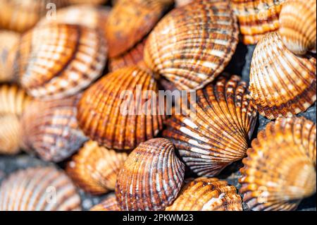 Shells background, many different shells stacked together on Costa Del Sol beach, Spain. Stock Photo