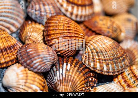 Shells background, many different shells stacked together on Costa Del Sol beach, Spain. Stock Photo