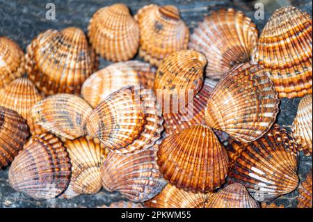 Shells background, many different shells stacked together on Costa Del Sol beach, Spain. Stock Photo