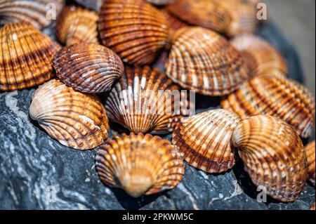 Shells background, many different shells stacked together on Costa Del Sol beach, Spain. Stock Photo