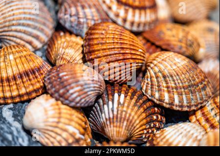 Shells background, many different shells stacked together on Costa Del Sol beach, Spain. Stock Photo