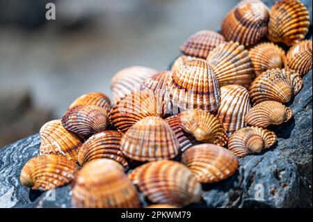 Shells background, many different shells stacked together on Costa Del Sol beach, Spain. Stock Photo