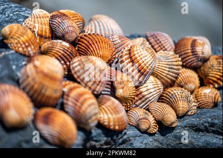 Shells background, many different shells stacked together on Costa Del Sol beach, Spain. Stock Photo