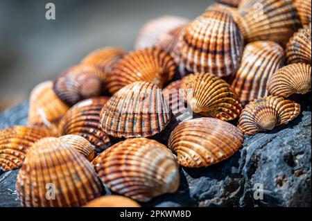 Shells background, many different shells stacked together on Costa Del Sol beach, Spain. Stock Photo