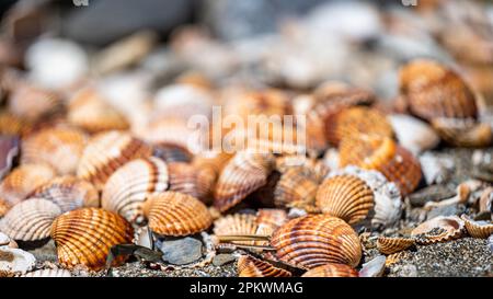 Shells background, many different shells stacked together on Costa Del Sol beach, Spain. Stock Photo