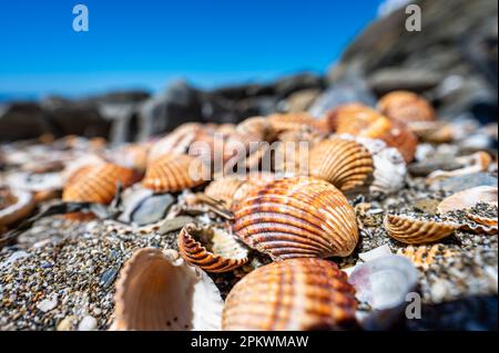 Shells background, many different shells stacked together on Costa Del Sol beach, Spain. Stock Photo