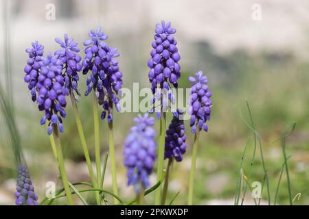 Close-up of pretty grape hyacinths in a garden bed Stock Photo