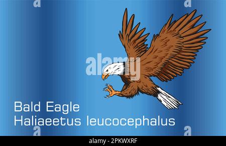 Abstract background illustration of Bald Eagle - Illustration,  Bald Eagle With Spread Wings Stock Vector
