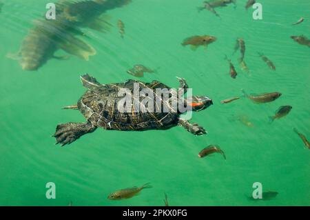 Florida turtle swimming in a pond in a park with fish Stock Photo