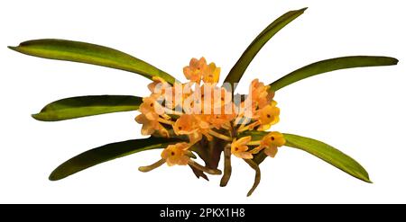 Flower colors are orange, yellow and brown. Vanda aureum - orchid and leaf. Close-up of isolated beautiful plant. Stock Photo