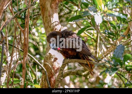 Close up of north Island kākā frolicking in the trees Stock Photo