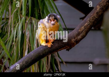 Bolivian Squirrel Monkey perched on a branch at Wellington Zoo, New Zealand Stock Photo