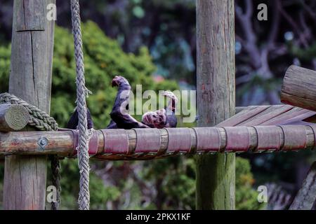 Young chimpanzee lying down relaxing on a hammock in its enclosure at Wellington Zoo, New Zealand. Stock Photo
