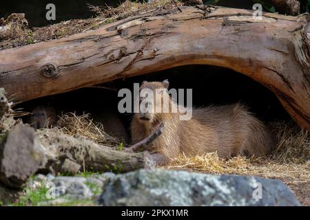 Capybara relaxing in it's enclosure at Wellington Zoo Stock Photo