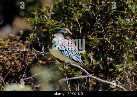 Large Wood pigeon (Kererū, kukupa) perched on a branch at Zealandia eco-sanctuary, Wellington, New Zealand Stock Photo
