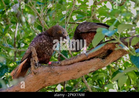 Close up of north Island kākā frolicking in the trees Stock Photo