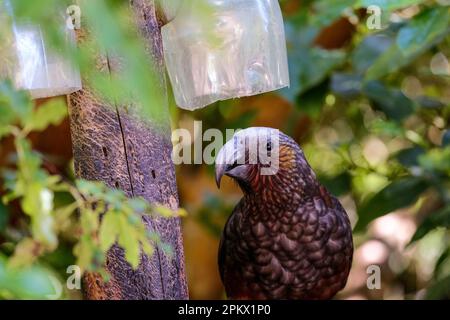 Close up of north Island kākā frolicking in the trees Stock Photo