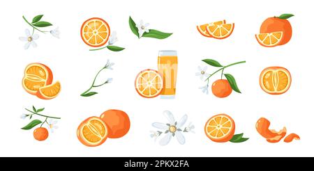 Orange citrus plant. Cartoon tangerine tree with fresh sweet fruit and blossom, colorful botanical plant with fruits for organic juice. Vector isolate Stock Vector